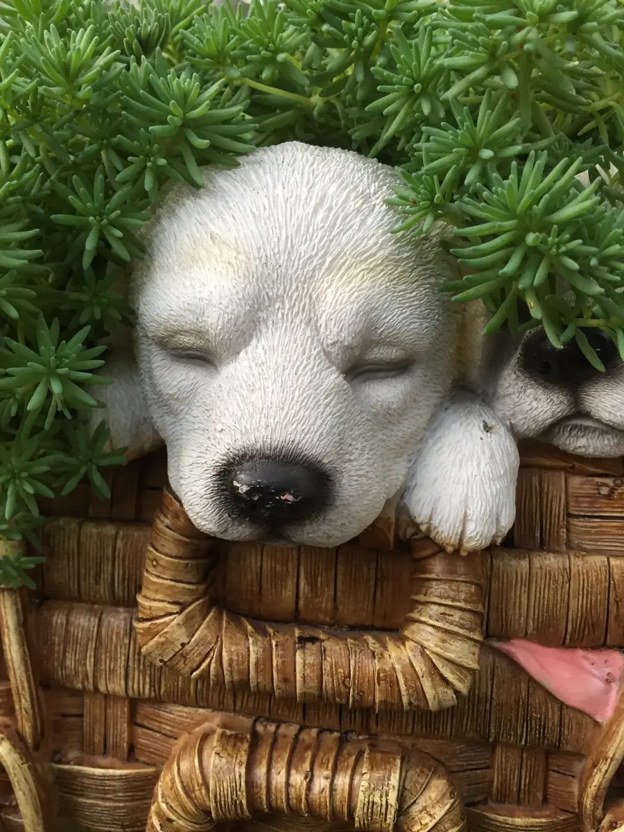 アフロ犬｜園芸日記byKINGまま｜みんなの趣味の園芸｜385891