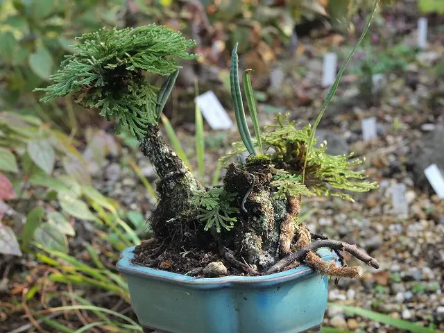 イワヒバの小盆栽｜園芸日記bynoasobi｜みんなの趣味の園芸｜38696