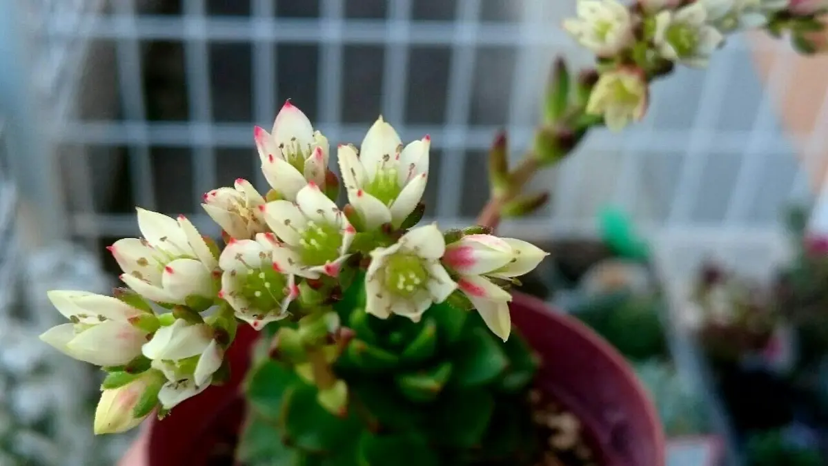 多肉｜園芸日記byラスカル｜みんなの趣味の園芸｜386972