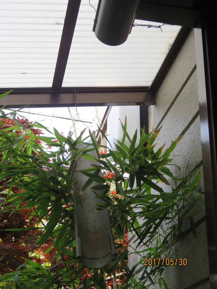 木の上に小鳥と卵 自宅の庭の木に鳥が巣を作ってましたが、巣の中を見たら、白い卵