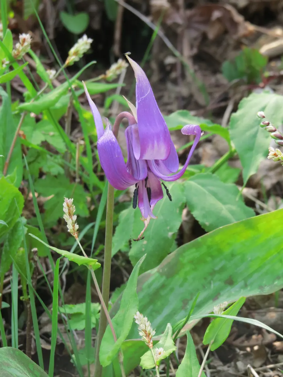 山野草 アツモリソウ・釜無ホテイ苗 3ポット （幻の花「釜無
