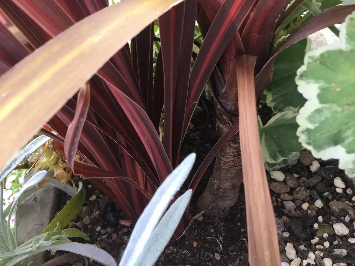 教えて下さい。コルジリネの子株｜園芸日記byピンクペッパー｜みんなの