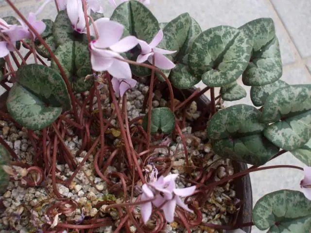 原種シクラメン 芽、芽、芽｜園芸日記byまつ虫｜みんなの趣味の