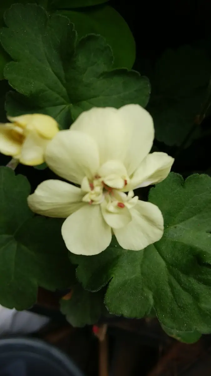 黄色のゼラニウム｜園芸日記by撫子🌹｜みんなの趣味の園芸｜390334