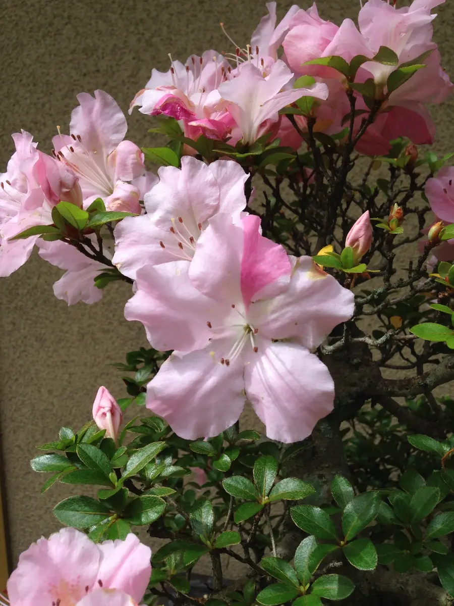 みかりん　さつき「薄地暁天」 さつき盆栽 暁天か華宝