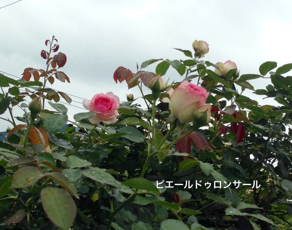 5年位不調のピエールドゥロンサール劇的に復活♡｜園芸日記byジュリ