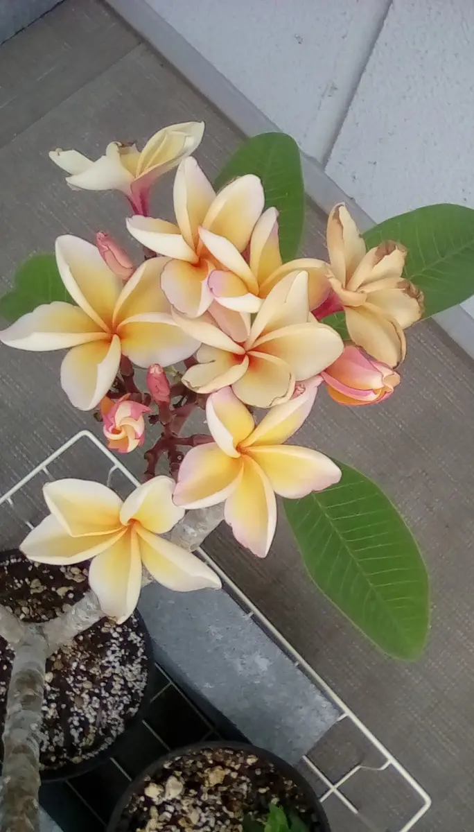 プルメリア苗/苗木/バックルーティング苗/貴重品種 Tropicana