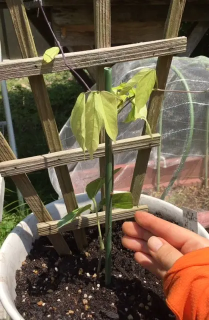 ヒスイカズラの苗、届く。｜園芸日記byraruru｜みんなの趣味の