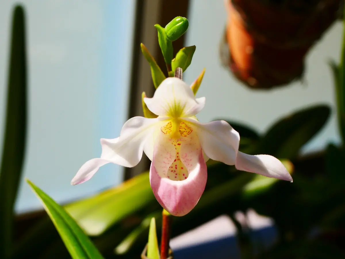 フラグミペディウムの日記一覧|うめさんの園芸日記-みんなの趣味の園芸