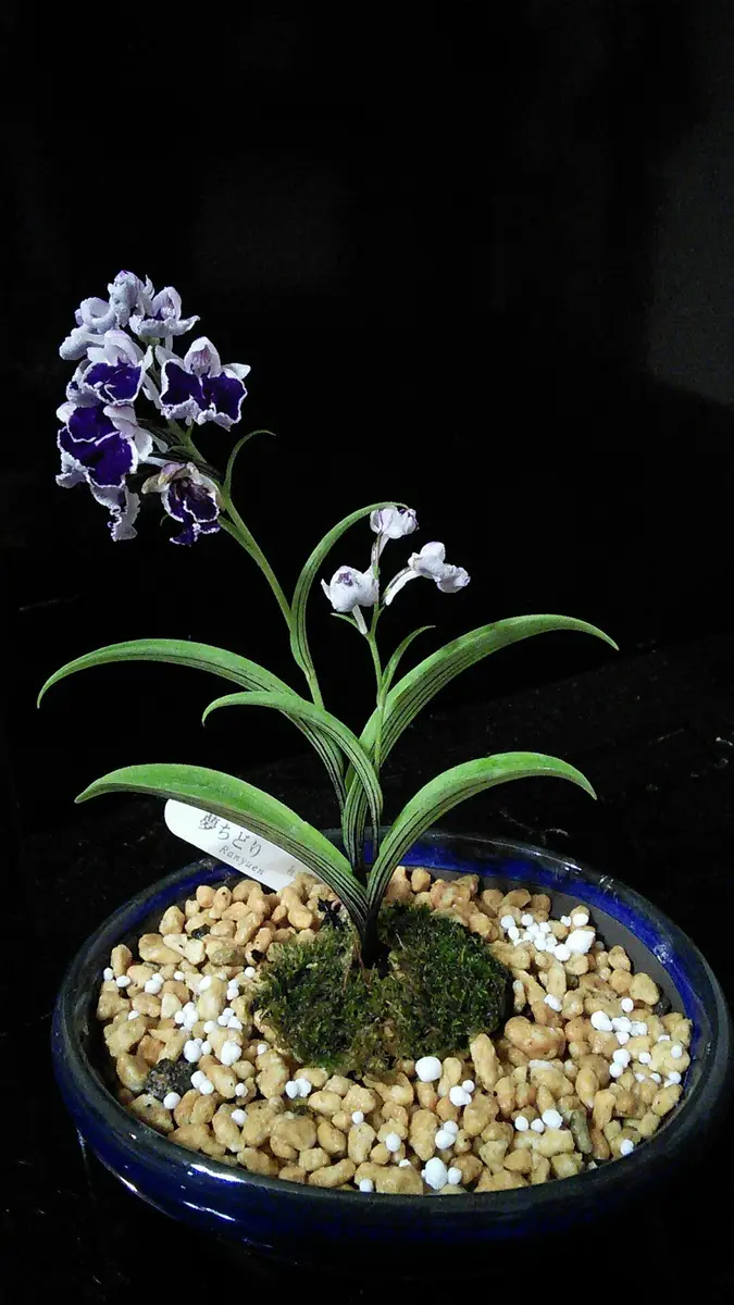 夢ちどり ウチョウラン｜園芸日記by暇つぶし｜みんなの趣味の園芸｜392383