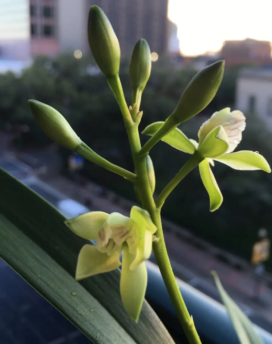 Encycliaradiata:開花しました、初めまして🤗｜園芸日記bymo'mo