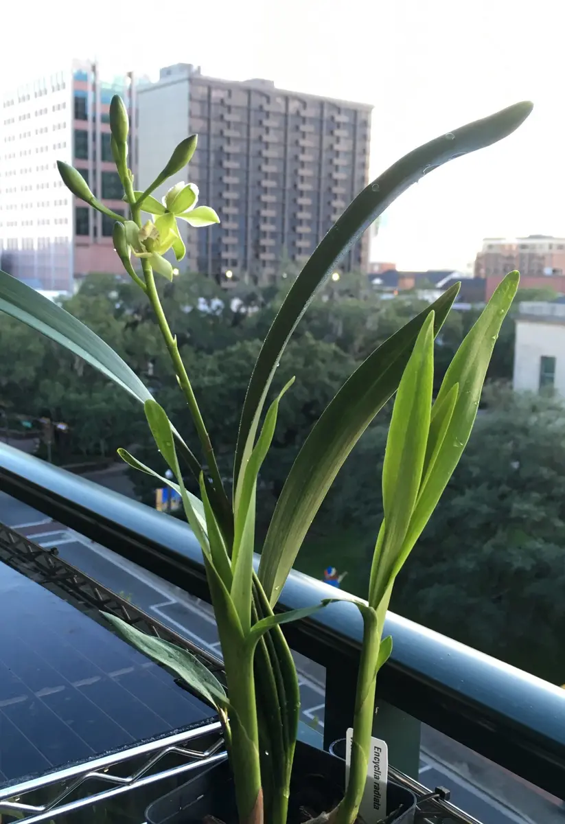 Encycliaradiata:開花しました、初めまして🤗｜園芸日記bymo'mo