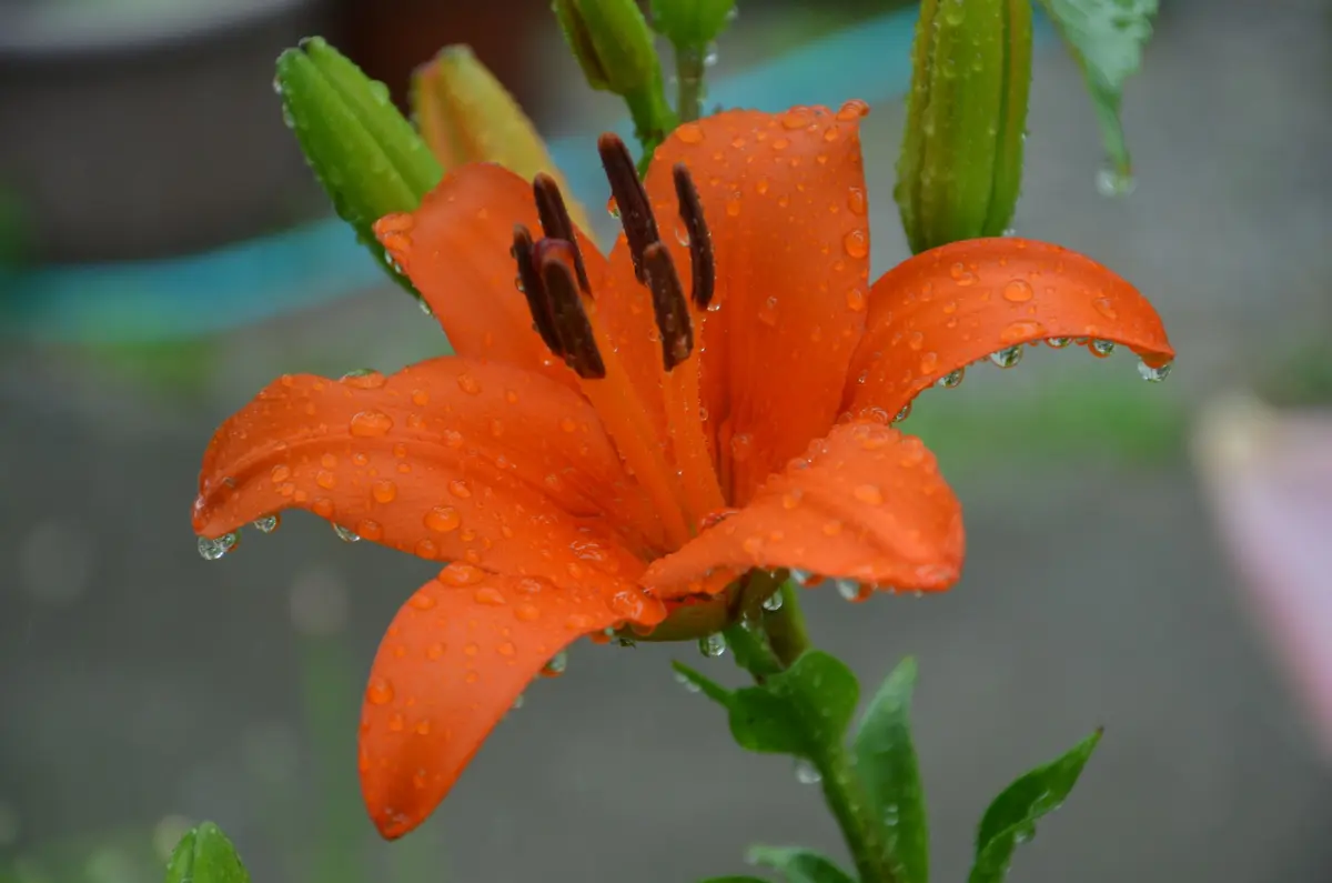 オレンジのユリが間に合いました、3色そろいました。｜園芸日記by赤い