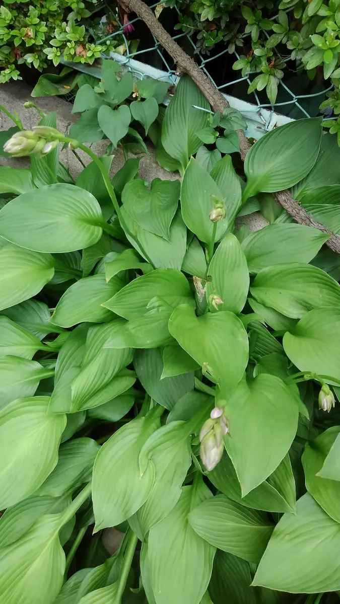 【SALE／37%OFF】 ウルイの花も紫系｜園芸日記bymiruha｜みんなの趣味の園芸｜393869 野菜