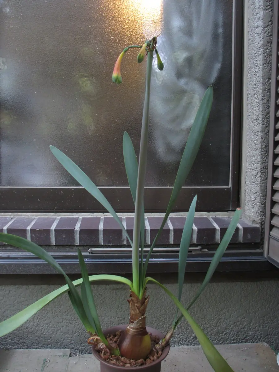 ダリア【キルタンサス】 ダリア【キルタンサス】 Yahoo!オークション -「キルタンサス」(球根