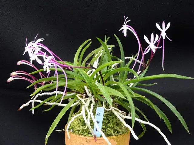 富貴蘭「紅赫殿の縞」超希少種 紅赫殿（こうかくでん）｜園芸日記byこんちゃん｜みんなの趣味の園芸