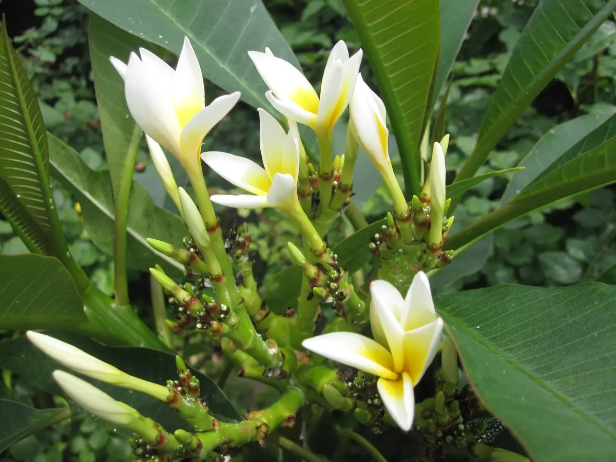 プルメリア❀❀ プルメリアを育成していて思う事 その2 | Nom親爺のブログ