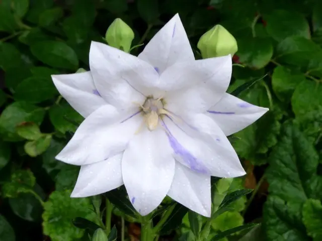 絞り二重桔梗｜園芸日記byこんちゃん｜みんなの趣味の園芸｜394720