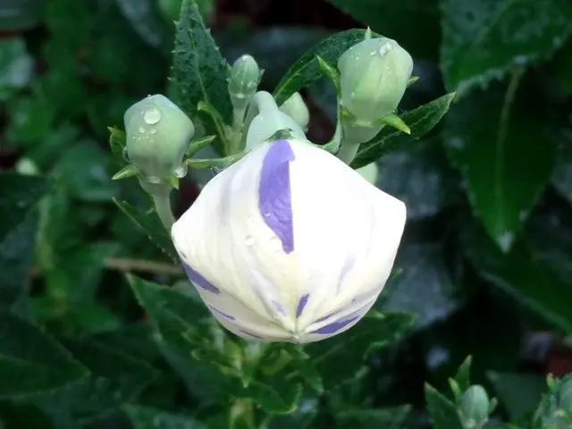 絞り二重桔梗｜園芸日記byこんちゃん｜みんなの趣味の園芸｜394720