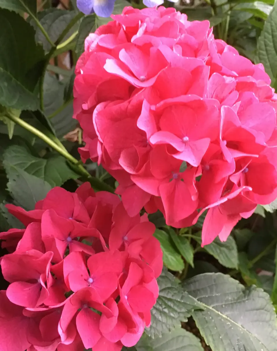 🌸紫陽花パリジェンヌ〜💕｜園芸日記byローズナクレbis｜みんなの趣味