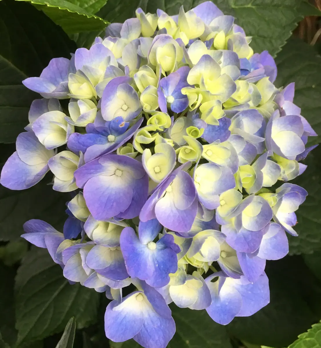 🌸紫陽花パリジェンヌ〜💕｜園芸日記byローズナクレbis｜みんなの趣味