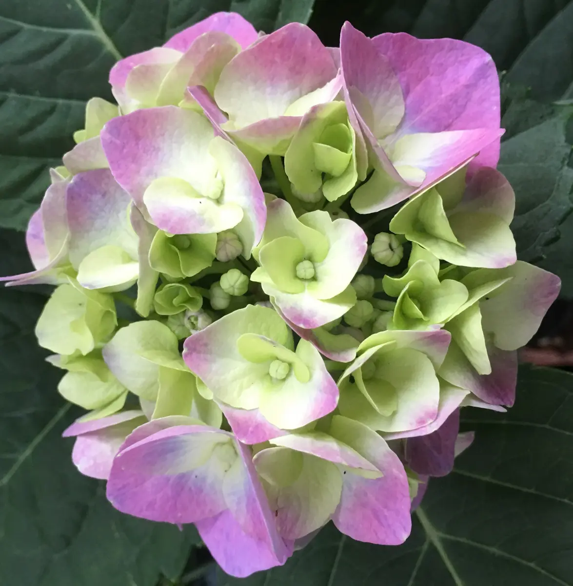 🌸紫陽花パリジェンヌ〜💕｜園芸日記byローズナクレbis｜みんなの趣味