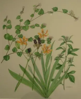 ボタニカルアートでめぐる東山植物園の植物」原画展｜園芸日記by名古屋