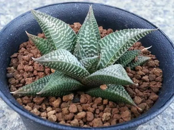 ハオルチオプシス コエルマニオルム 変種 マクマトリー CCM-1 子付 ハオルチオプシス コエルマニオルム 変種 マクマトリー CCM-1 子