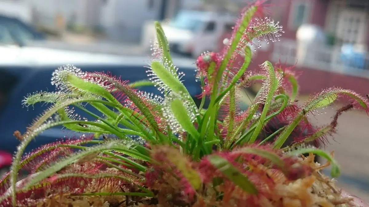 食虫植物｜園芸日記byラスカル｜みんなの趣味の園芸｜398483