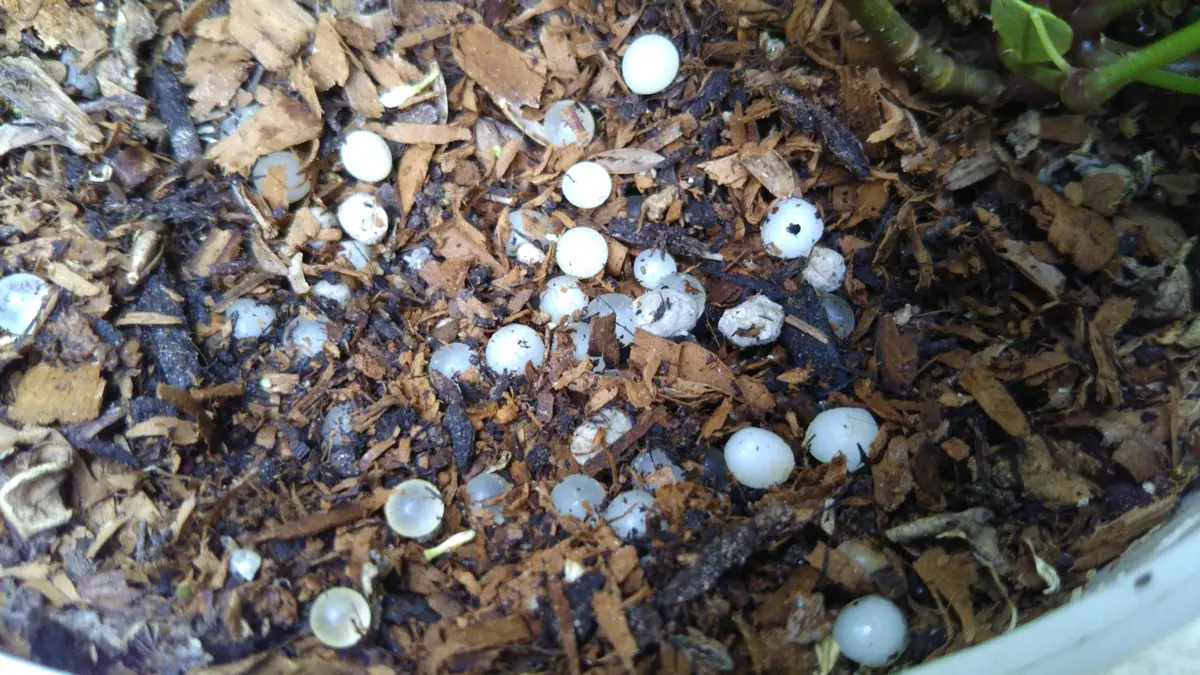 皆様にお尋ねいたします、鉢の中に(土)こんなたまご？みたいなもの見た