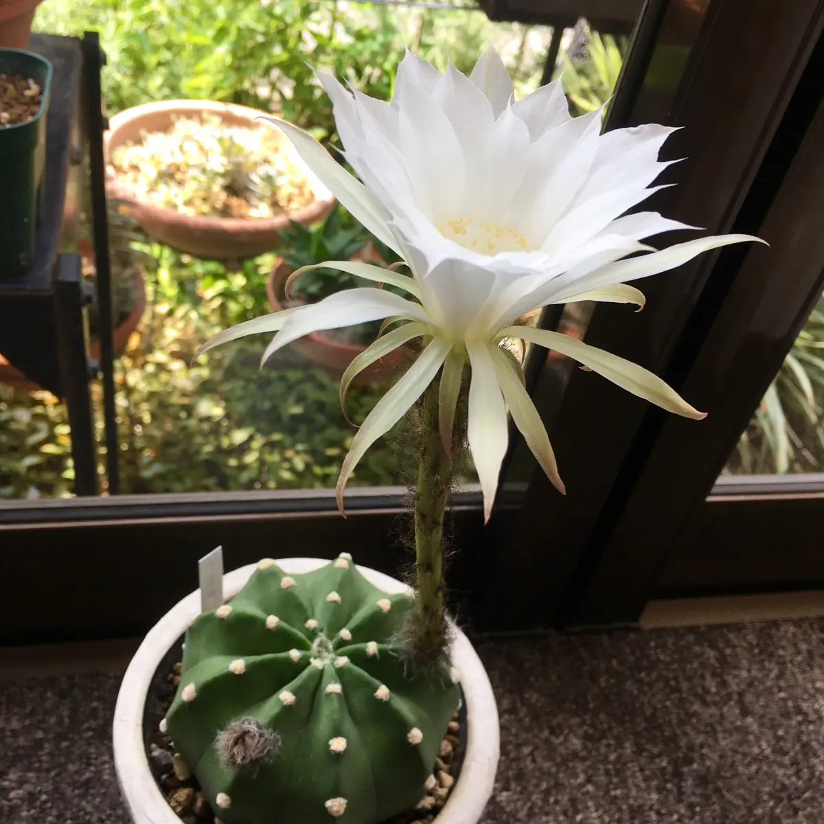 多肉植物 花サボテン エキノプシス大豪丸錦 5株