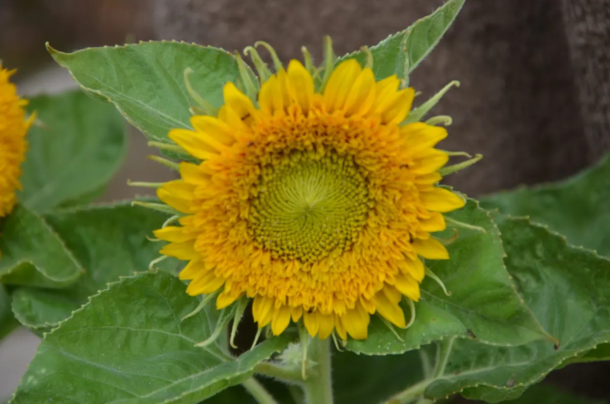 テディーベア2017（ひまわり）自家採種種から｜園芸日記by赤い