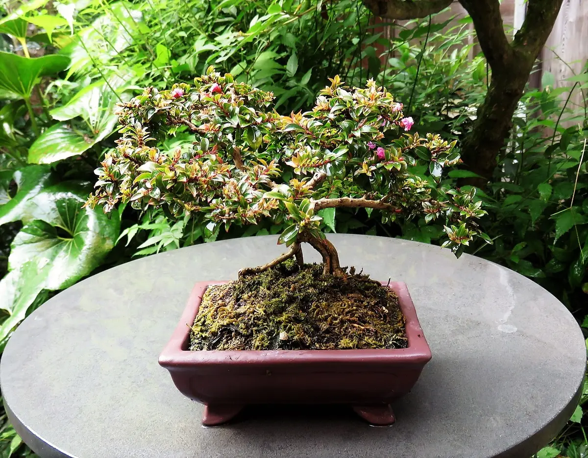 小品盆栽サルスベリチカソ