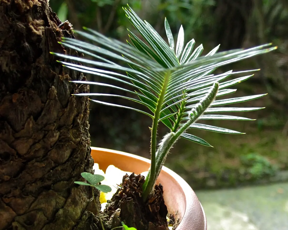 ソテツの子株から｜園芸日記byブランカ｜みんなの趣味の園芸｜400983