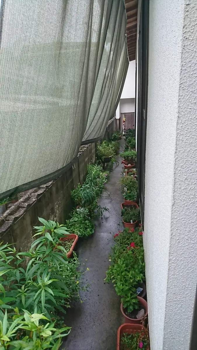 半 日陰 と は