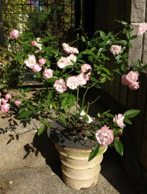 キリンローズ オールドファンタジー廃盤品種 ご予約 バラ苗 キリンローズ オールドファンタジー 廃盤 挿し木苗