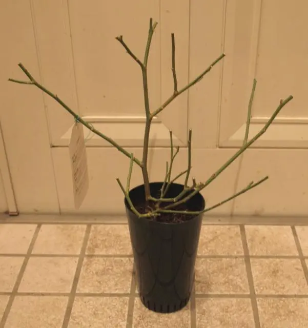 キリンローズ オールドファンタジー廃盤品種 ご予約