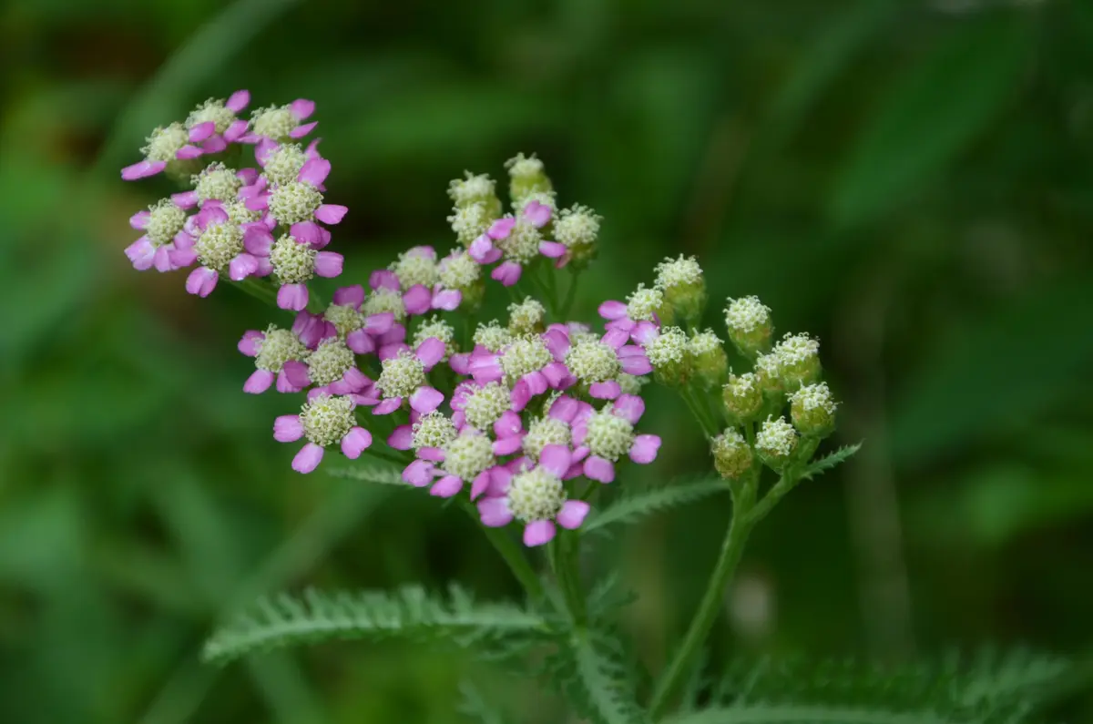 小さい花、ピンクの花 ノコギリソウ・千日紅・ホルン（ケイトウ