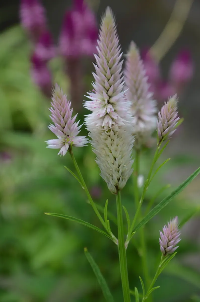 小さい花、ピンクの花 ノコギリソウ・千日紅・ホルン（ケイトウ