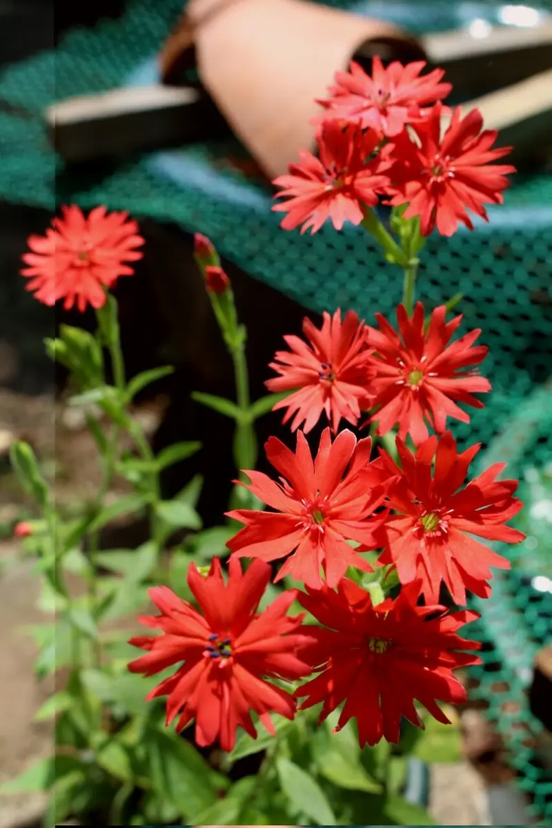 小さな赤い花('06中国/伊) red-flowers-chinese-rose-