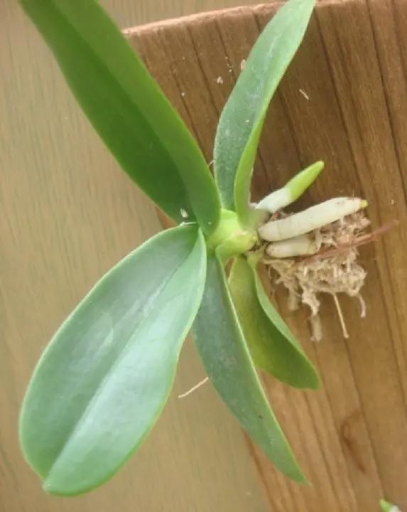 メ*0様 山野草、ラン科植物、着生ラン　[ナゴラン]　倒木に着いていた株 メ*0様 山野草、ラン科植物、着生ラン [ナゴラン] 倒木に着