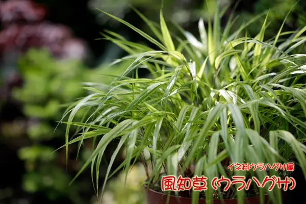 風知草 ～越冬準備｜園芸日記byぼなみ｜みんなの趣味の園芸｜40399