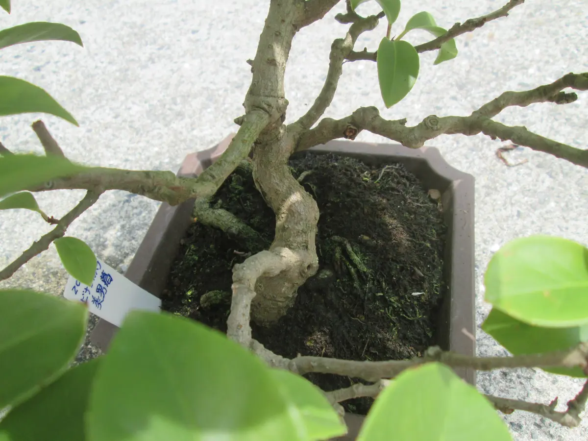 盆栽 美男葛 ビナンカズラ｜園芸日記byグレママ｜みんなの趣味の園芸