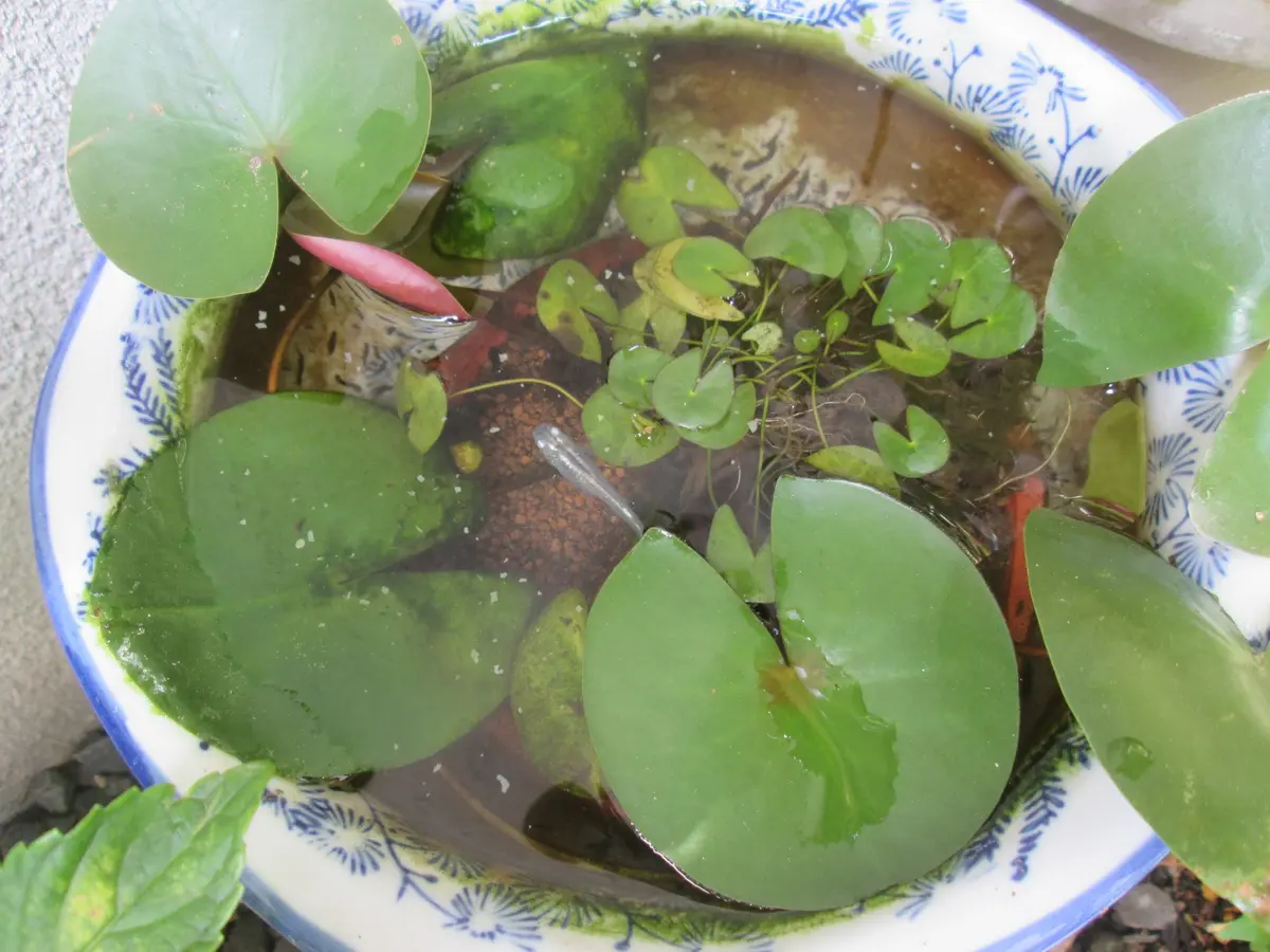 盆栽 美男葛 ビナンカズラ｜園芸日記byグレママ｜みんなの趣味の園芸