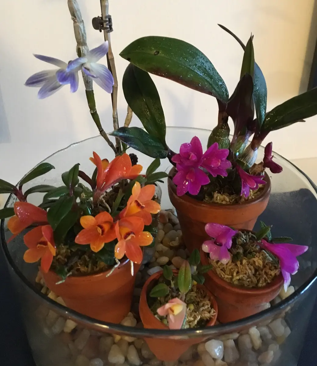 開花期間の長い蘭達🏵｜園芸日記bymo'mo｜みんなの趣味の園芸｜405971