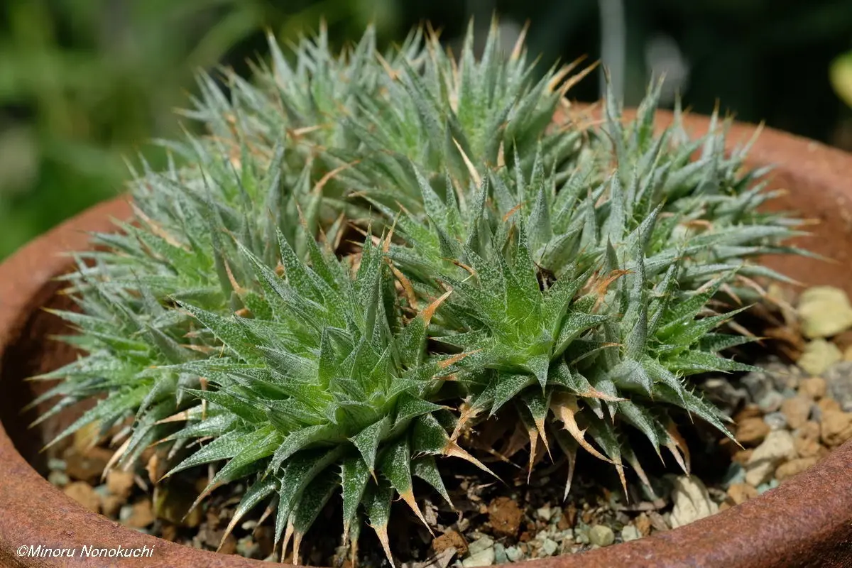 デウテロコニア・ブレビフォリア・クロランサ｜園芸日記by野々口稔