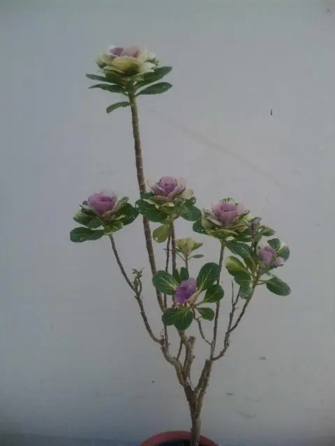 踊りハボタン ハボタン：斑入りハボタン：艶姿踊り仕立て3.5号ポット 2株