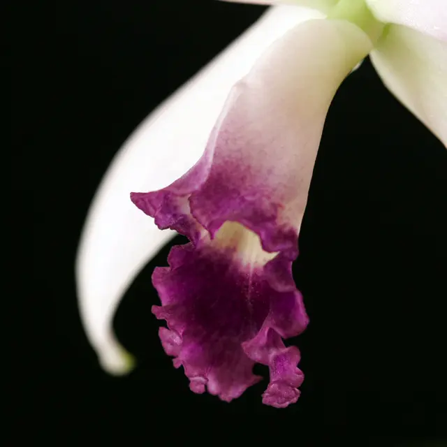 C.MarcelloMiranda'NightSky'｜園芸日記byuchiyama