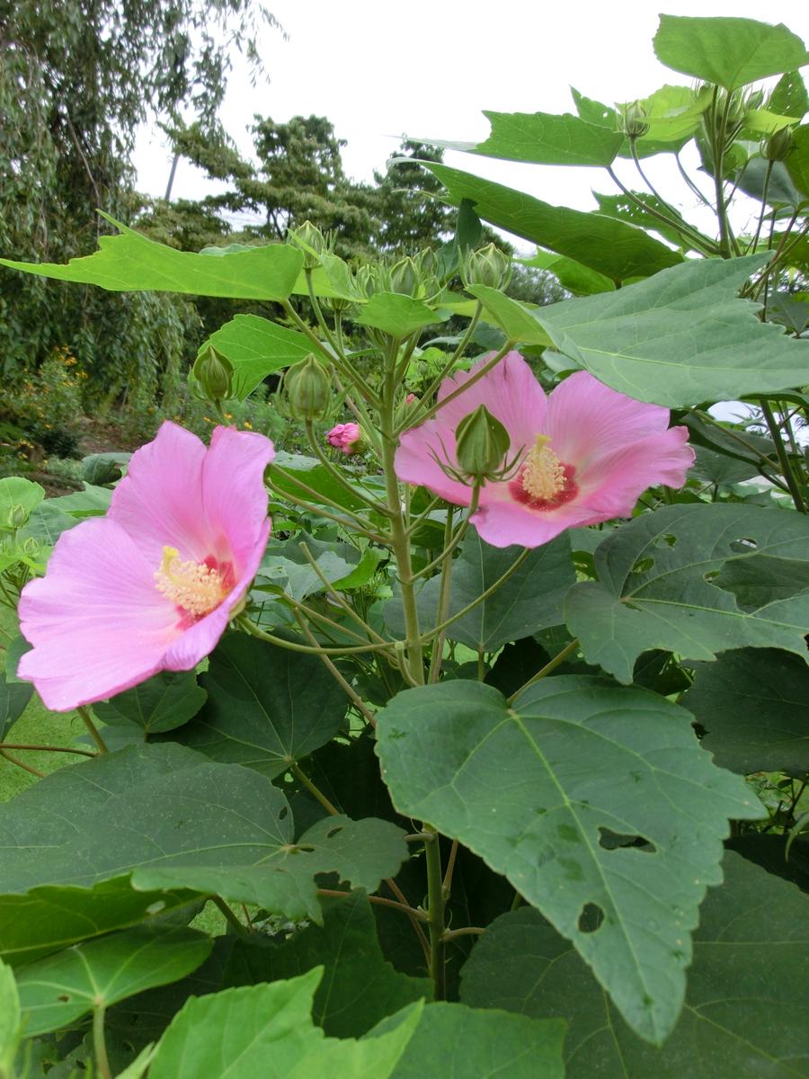 芙蓉とムクゲの日記一覧|MIMOZAさんの園芸日記-みんなの趣味の園芸
