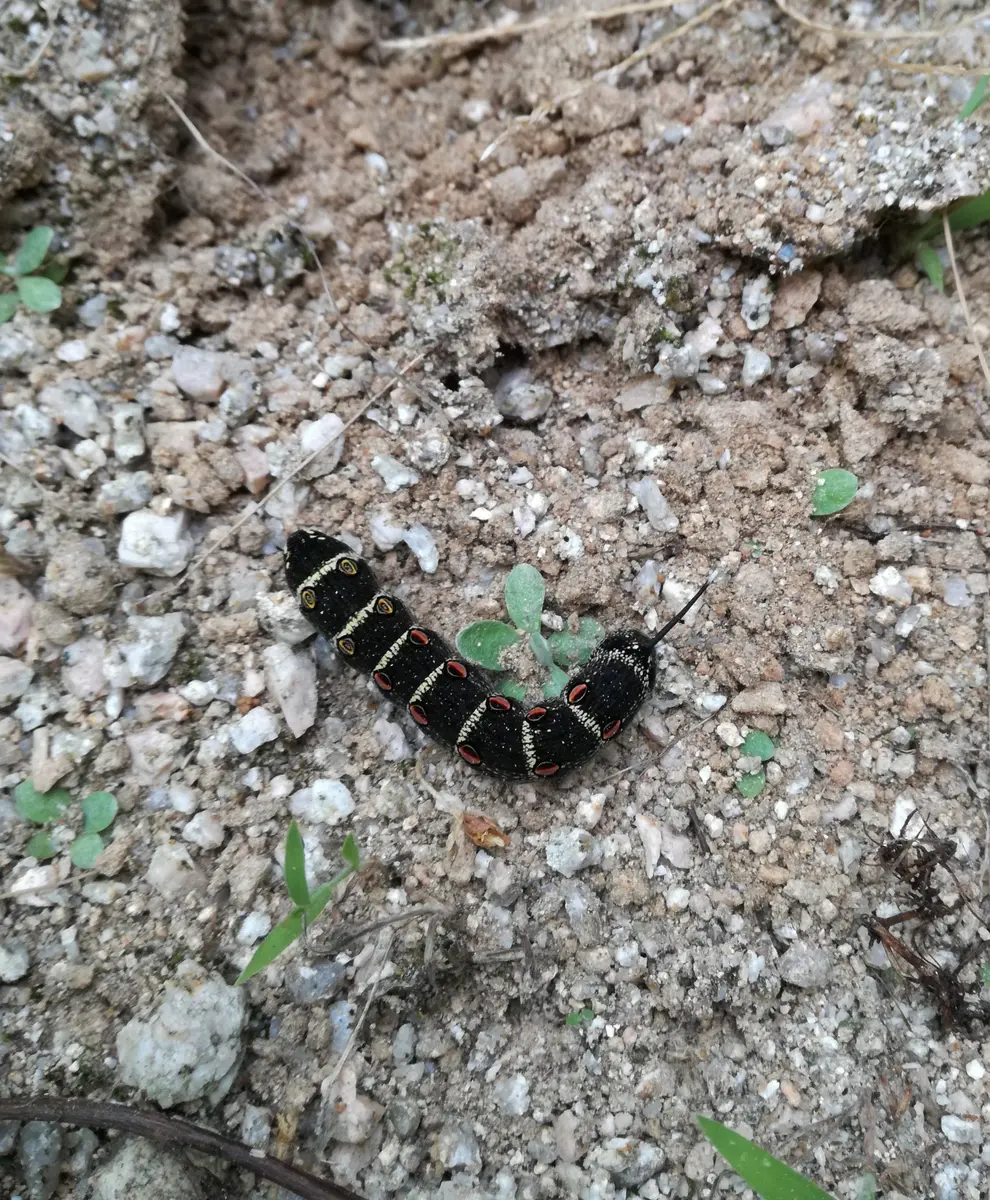 黒い 芋虫 小さい 家